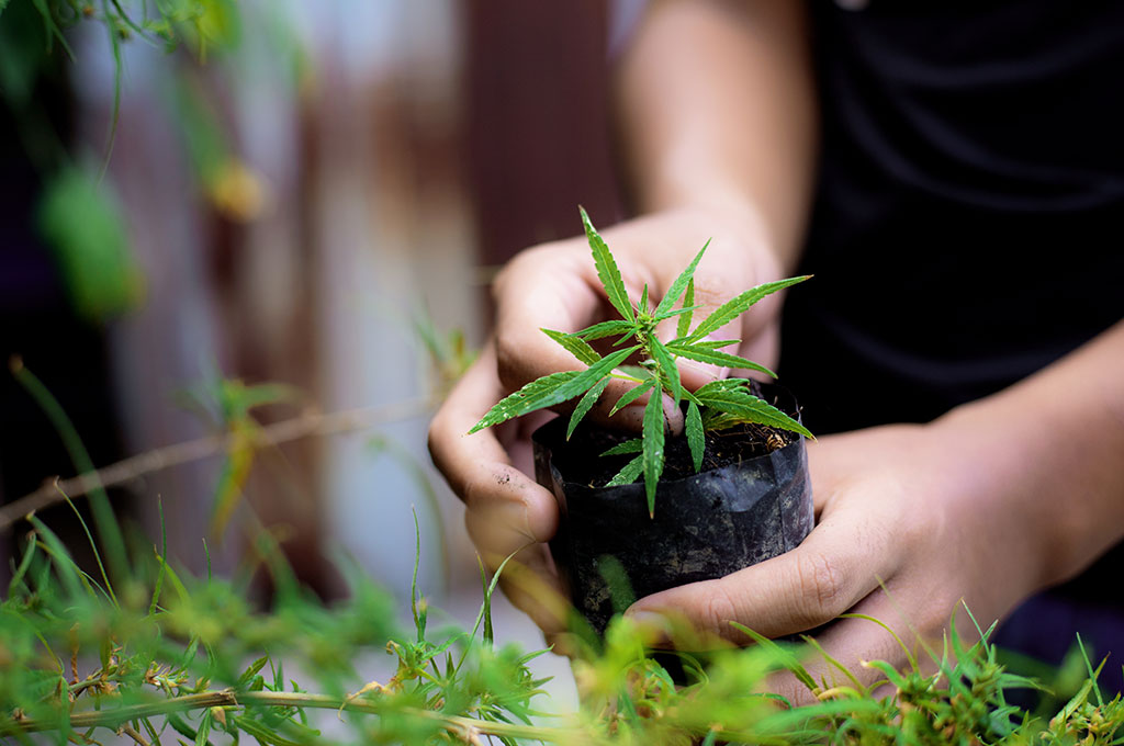 Cultivo de marihuana en España